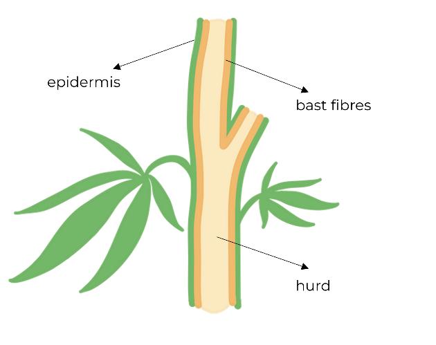 Hemp stalk diagram showing epidermis, bast fibres and hurd