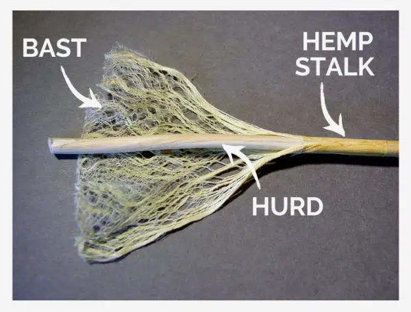 Decorticated hemp stalk with bast and hurd separated