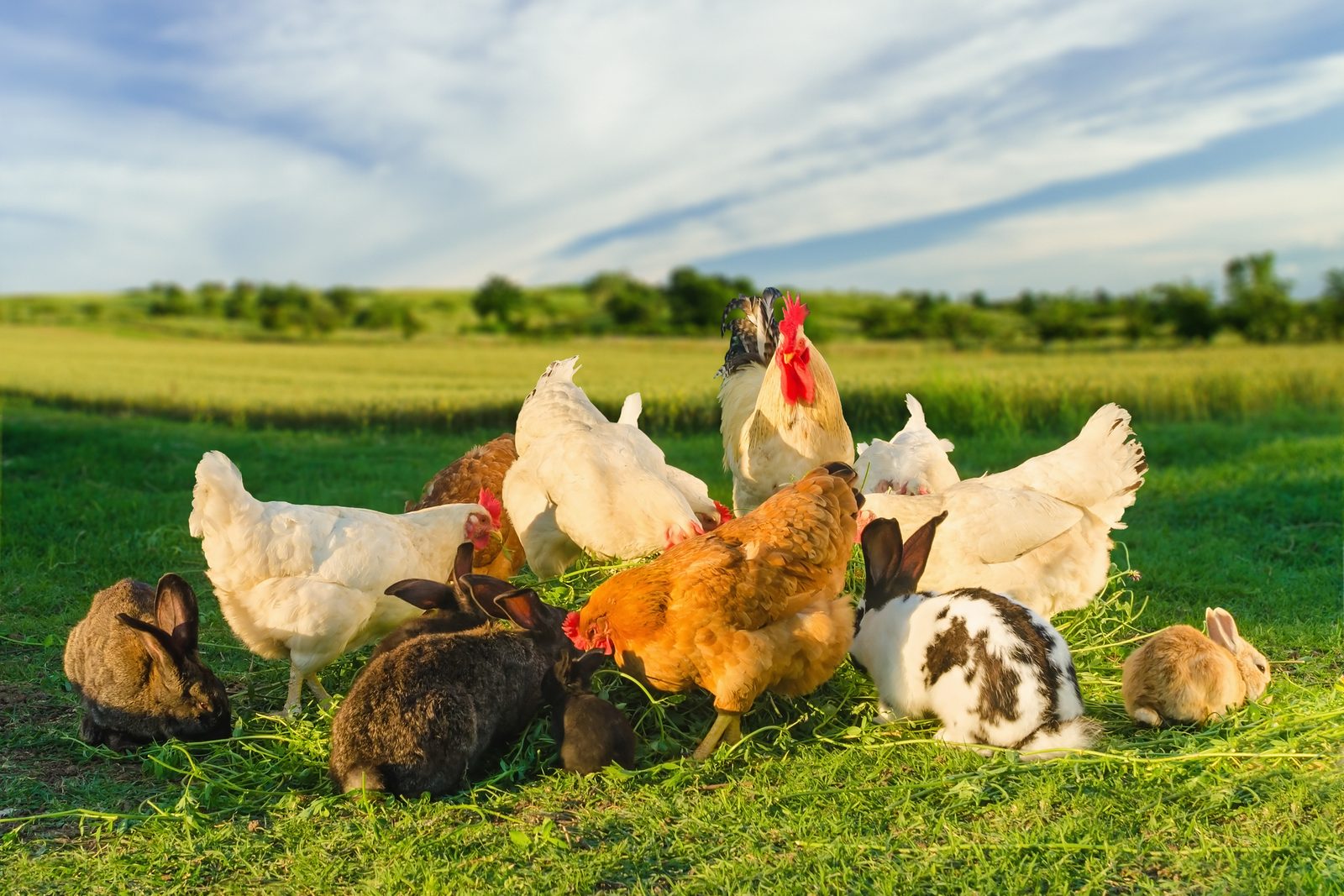 Chickens and rabbits on pasture