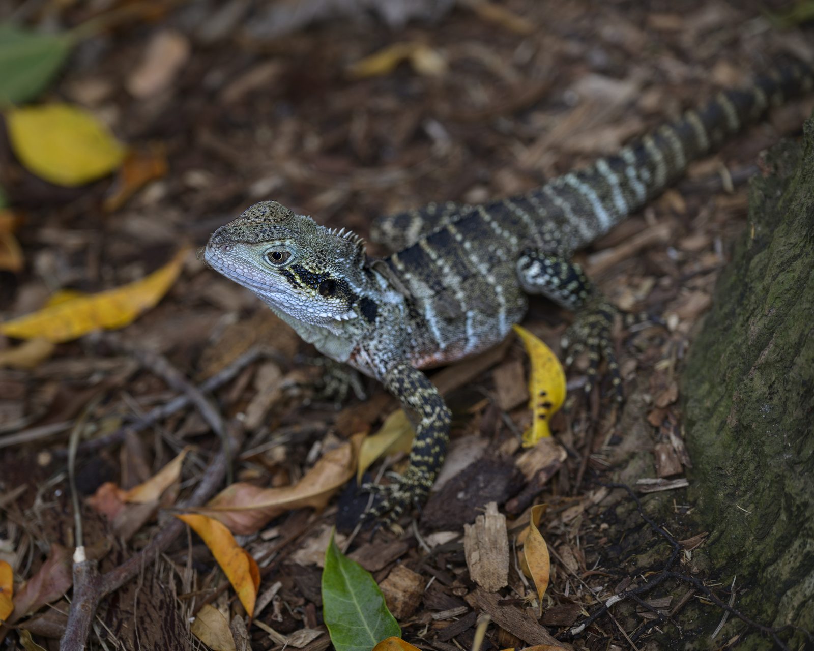 Lizard on hemp mulch substrate