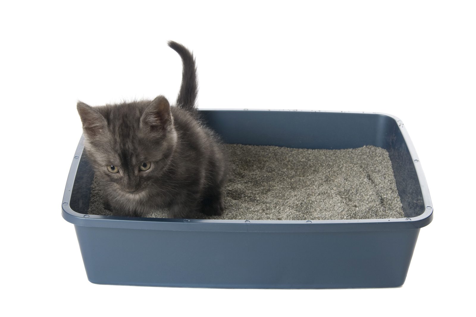 Kitten in a litter tray