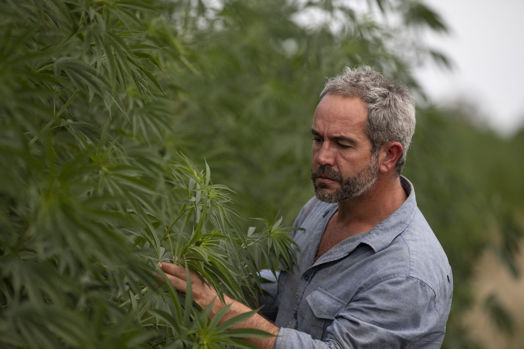 Inspecting a biomass hemp crop in the field