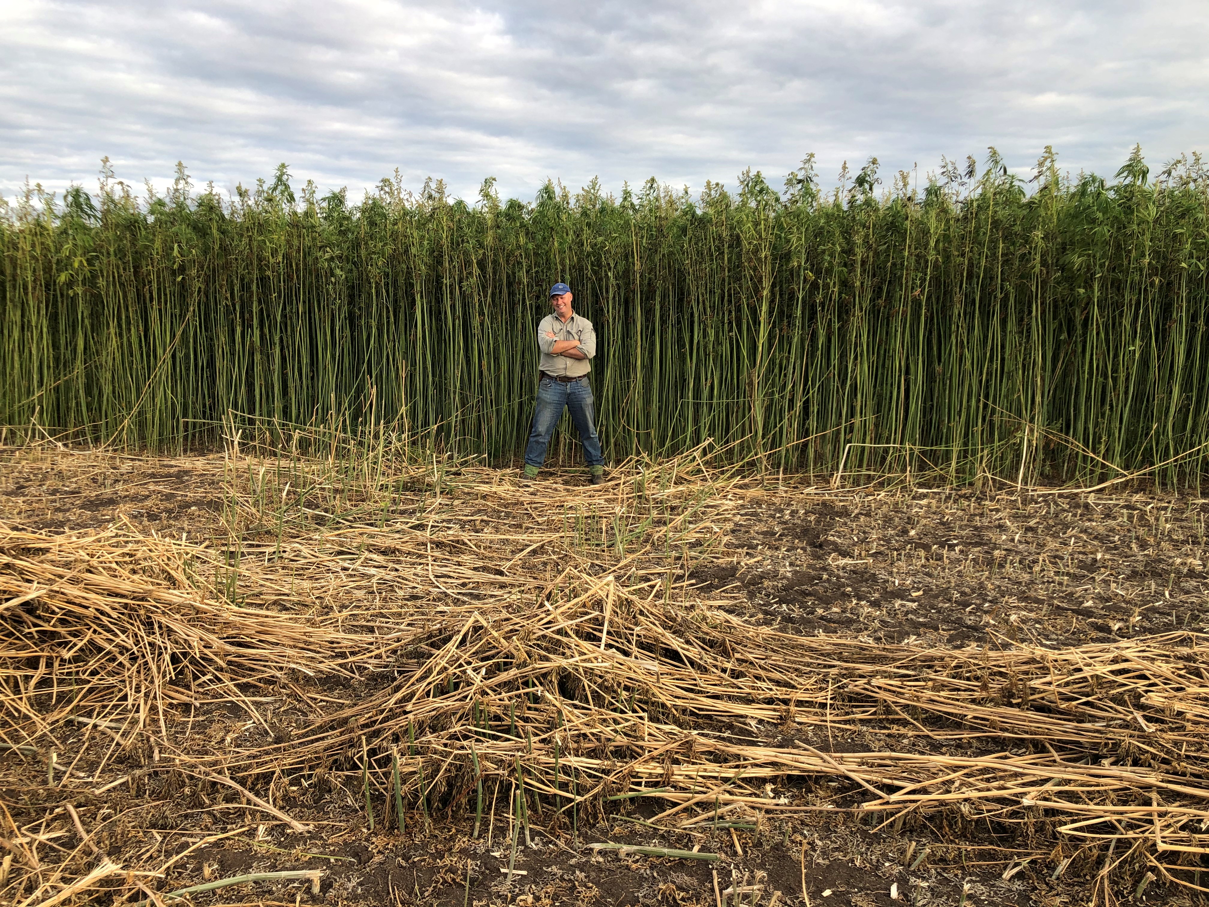 Hemp farmer in field