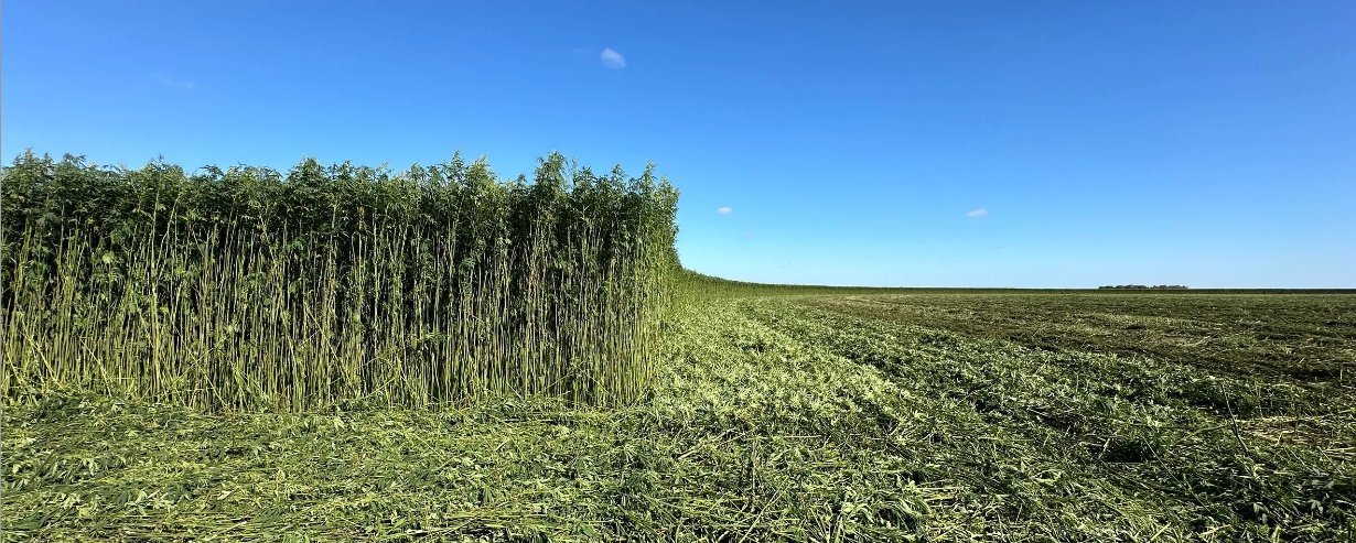 Hemp paddock at harvest