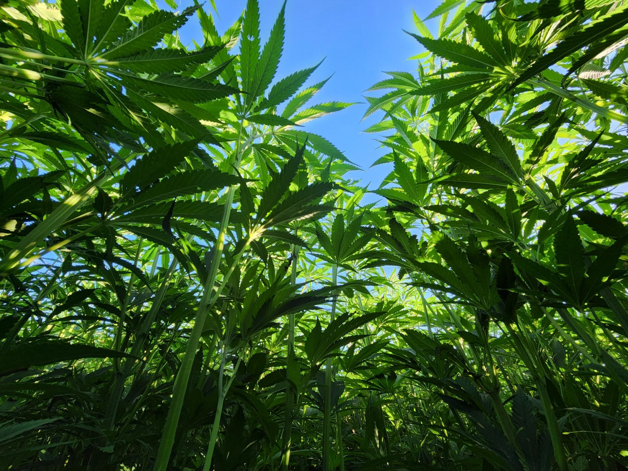 Hemp canopy