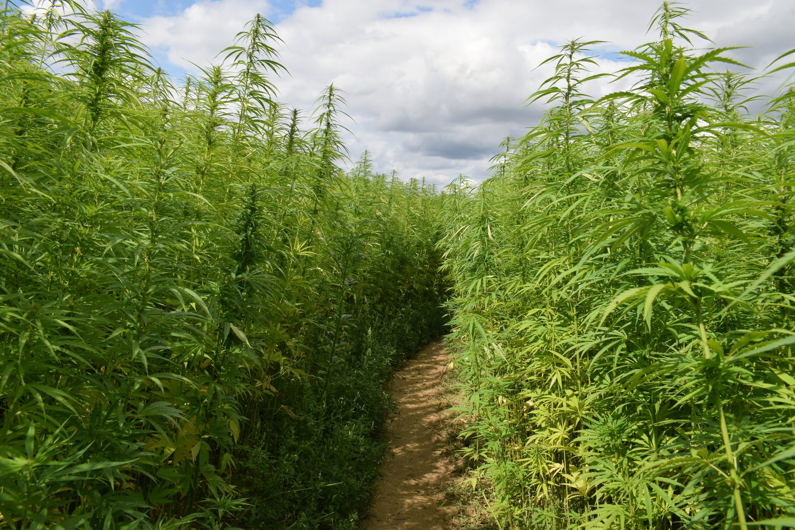 Tall industrial hemp crop