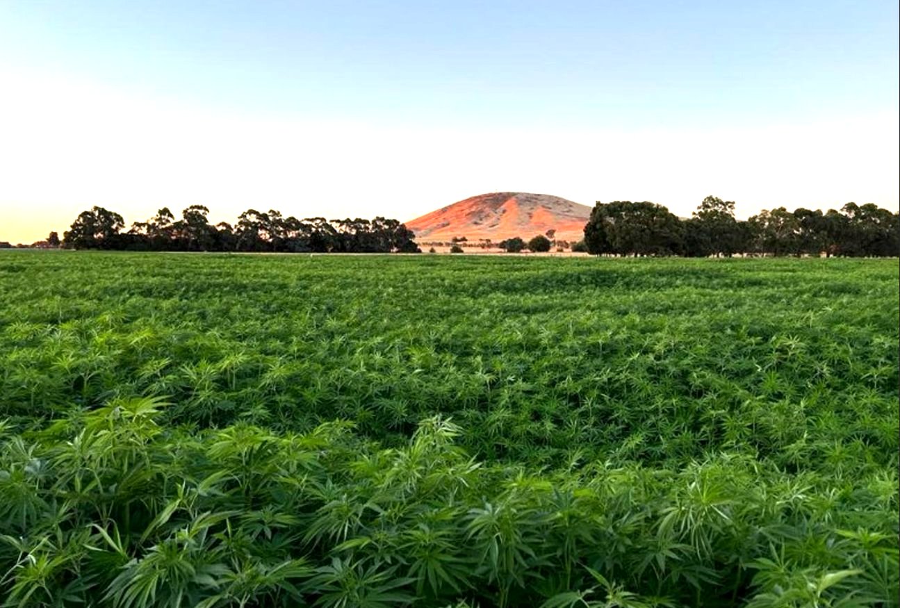 Hemp crop with hills beyond