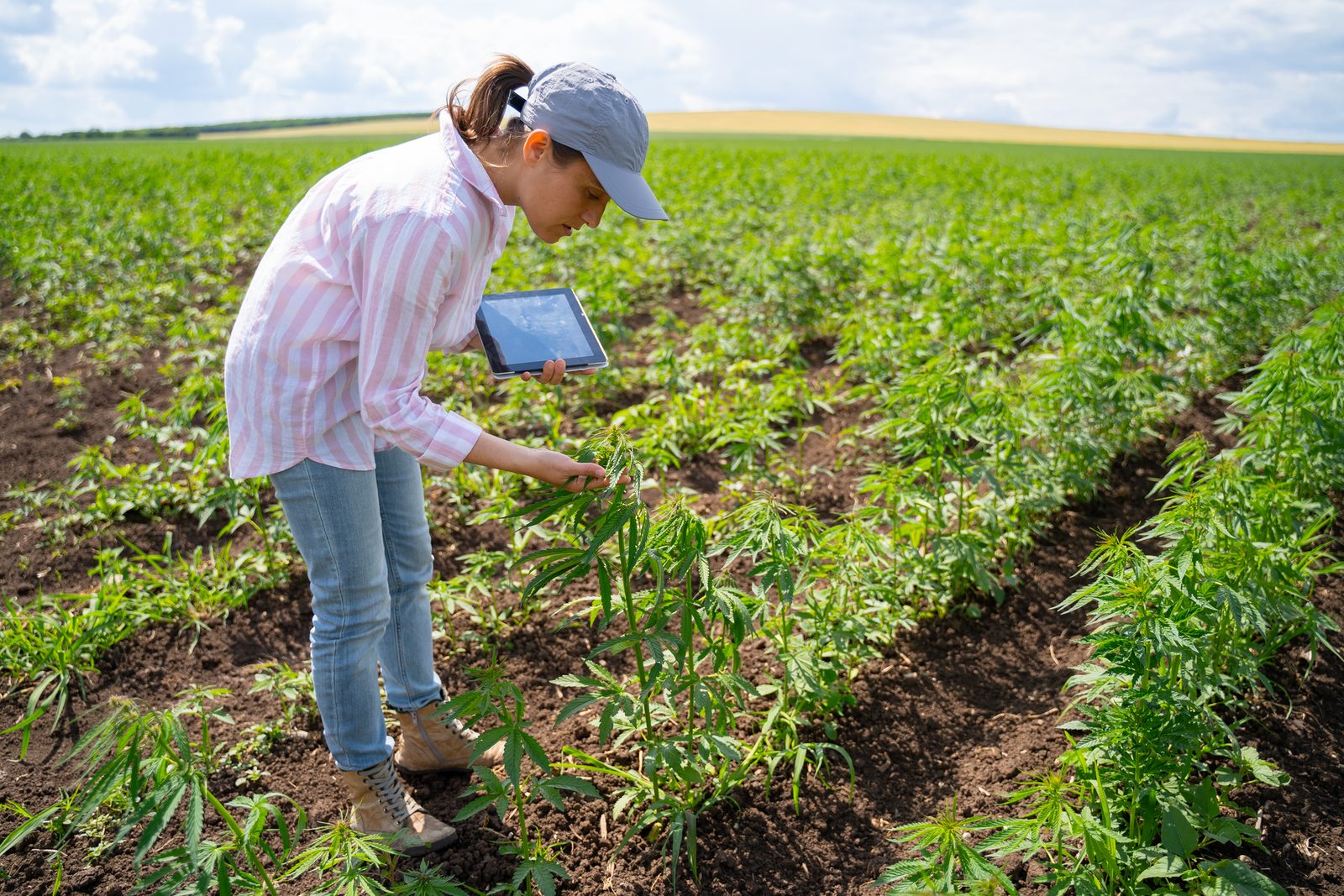 Inspecting young plants in the field