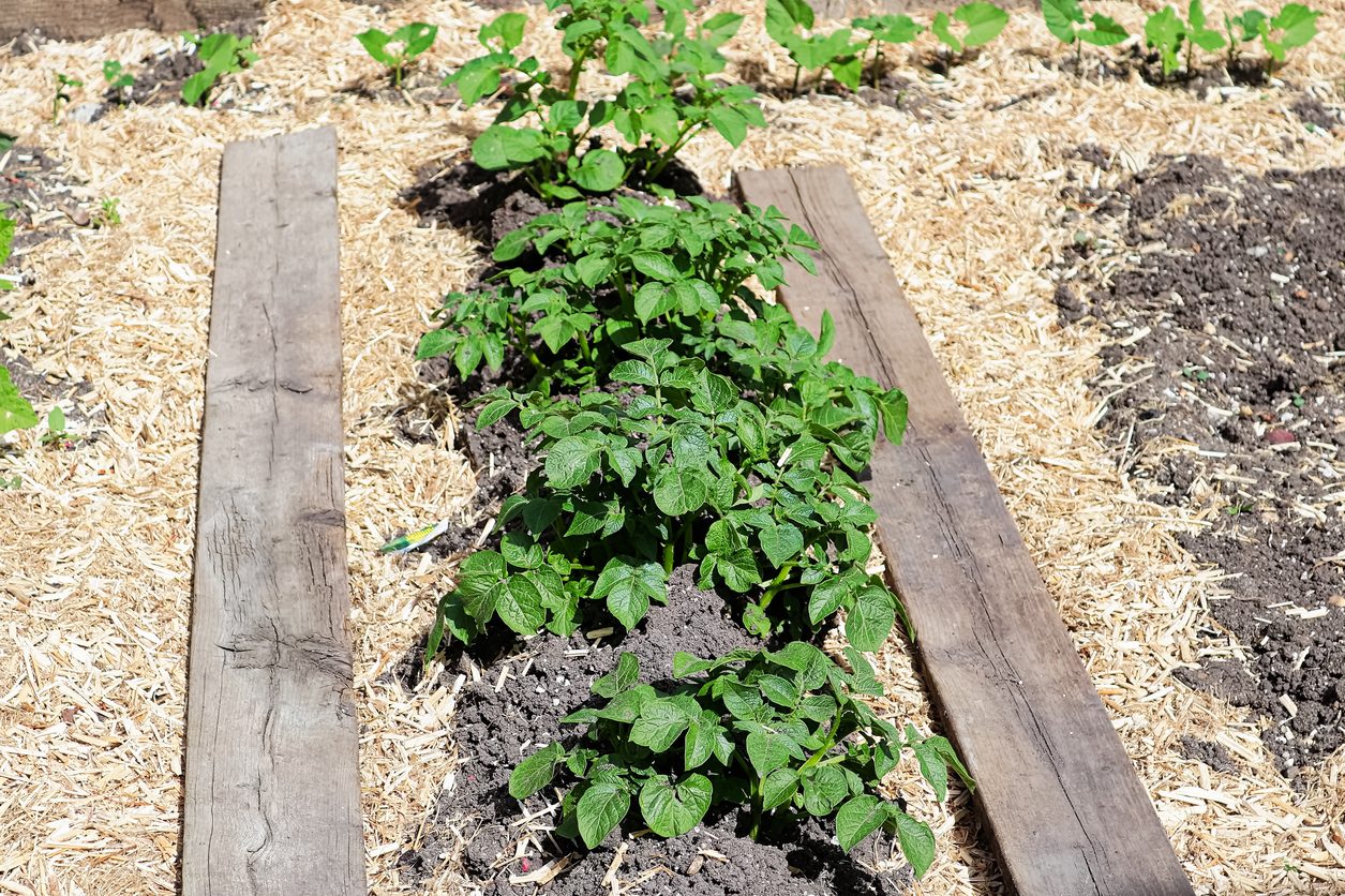 Garden beds mulched with hemp hurd