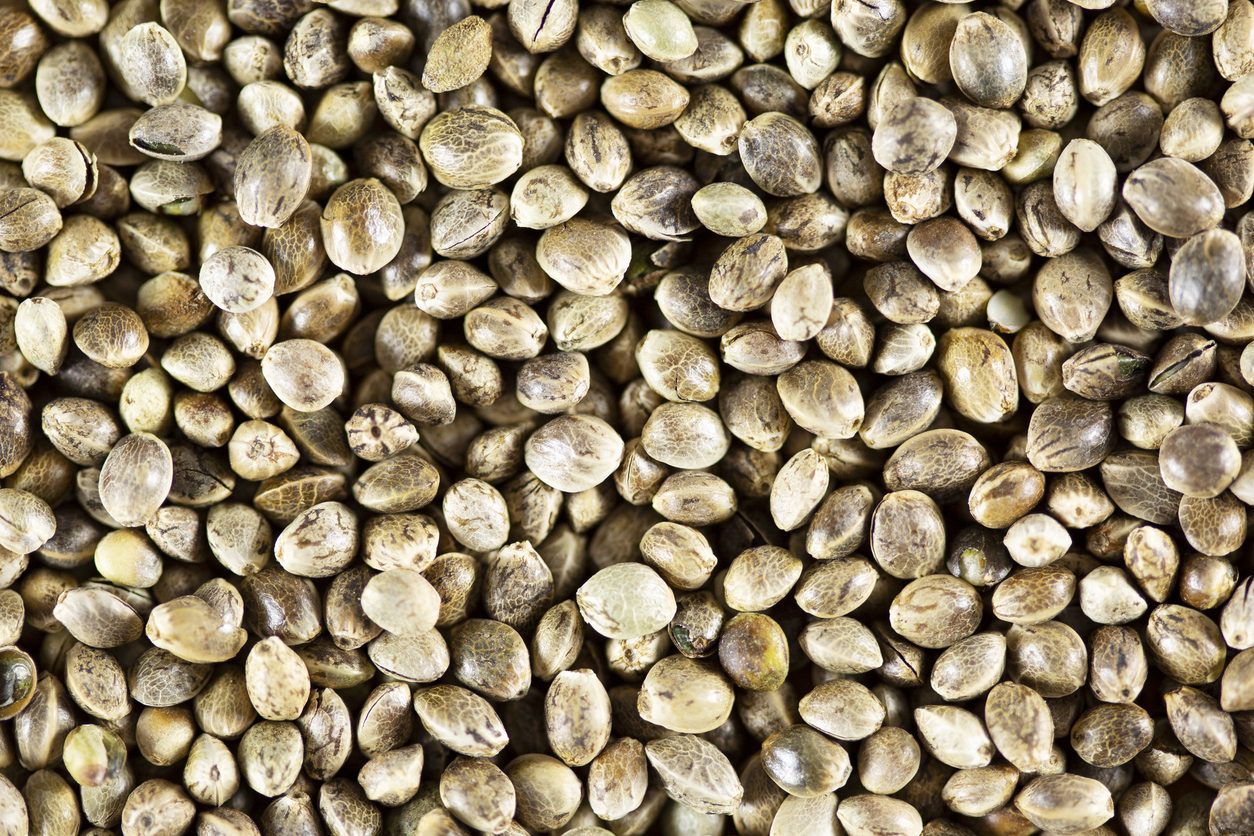 Hemp planting seed