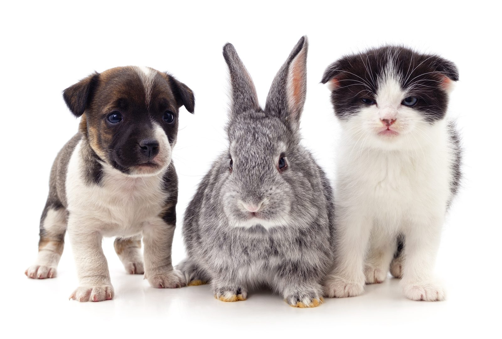 Puppy, rabbit and kitten together