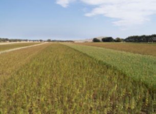 Seed trial strips in the paddock